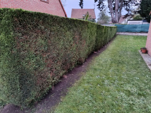Photo de galerie - Taille de haies et d'arbustes