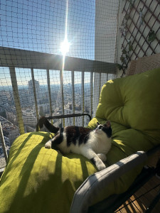 Photo de galerie - Garde chat