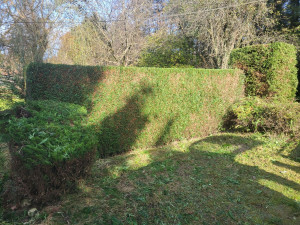 Photo de galerie - Taillage d'une haie qui n'avait pas été entretenue depuis des années 