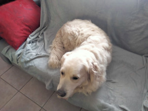 Photo de galerie - 1 bouledogue français et 1 labrador croisé chez moi.