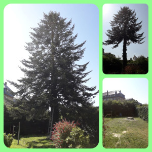 Photo de galerie - Abattage d'un sapin de 20 mètres avec évacuation des branches et du bois 