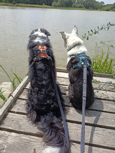 Photo de galerie - Garde chien