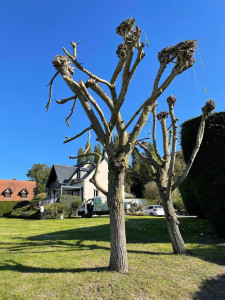 Photo de galerie - Taille de haies et d'arbustes