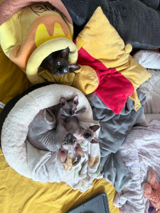 Photo de galerie - La team sphynx