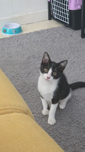 Photo de galerie - Mon chaton 