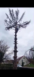 Photo de galerie - Démontage d'un pin