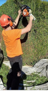 Photo de galerie - Taille de haies saint André de Cubzac