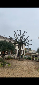 Photo de galerie - Elagage et coupe d'arbres