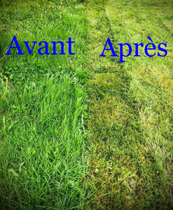 Photo de galerie - Mon jardin tondu