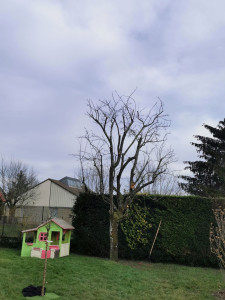 Photo de galerie - Elagage et coupe d'arbres