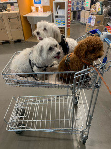 Photo de galerie - Quand c’est possible j’emmène les chéris avec moi 