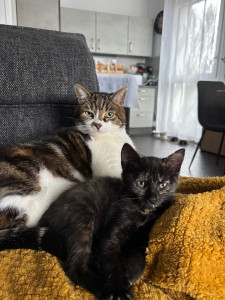 Photo de galerie - Garde chat
