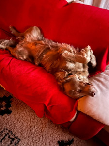 Photo de galerie - Garde chien