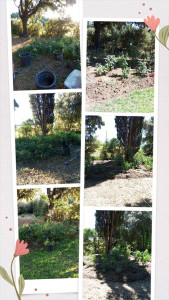 Photo de galerie - Nettoyage d'un grand massif de Rosiers, gazania, begonia, lauriers roses et arbre à papillons.