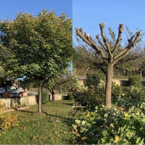 Photo de galerie - Elagage et coupe d'arbres