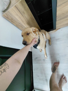 Photo de galerie - Usko qui s'endort en attendant la gamelle du matin ?