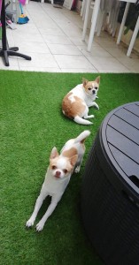 Photo de galerie - Garde de chien et appartement pendant les vacances de la propriétaire .