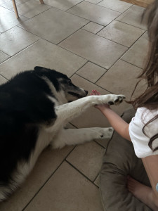 Photo de galerie - Husky de 8 ans 