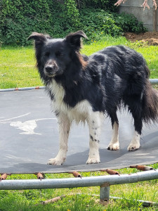 Photo de galerie - Nelson Border collie
