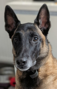 Photo de galerie - Yvan ? Mon chien 