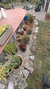 Photo de galerie - Désherbage 