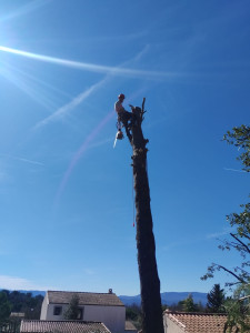 Photo de galerie - Démontage d’un pin