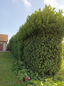 Photo de galerie - Taille de haies et d'arbustes