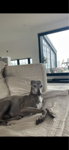 Photo de galerie - Garde de chien au domicile des propriétaires 