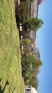 Photo de galerie - Tonte de pelouse.