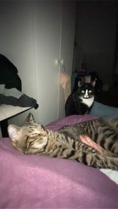 Photo de galerie - Garde chat