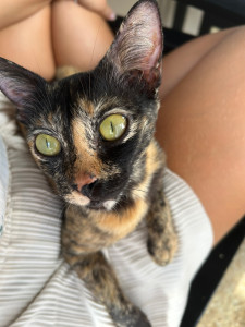 Photo de galerie - Garde chat