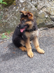 Photo de galerie - Beastie, femelle berger allemand deux mois et demi. Ma petite puce !