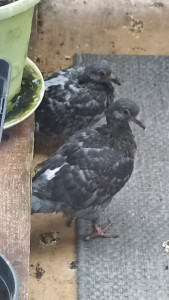 Photo de galerie - Pigeonneaux en garde à la maison 
