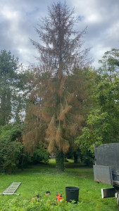 Photo de galerie - Elagage et coupe d'arbres