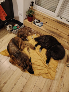 Photo de galerie - Petite Topaze, Pearl et Mojito en garde