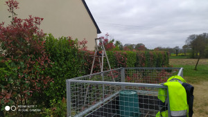 Photo de galerie - Taille de haie 
