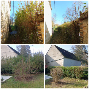 Photo de galerie - Taille et élagage 