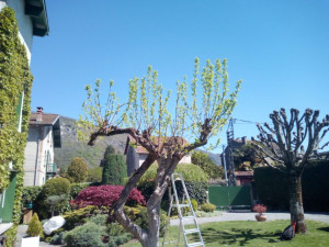 Photo de galerie - Taille plaqueminier, restauration du port de l' arbre.