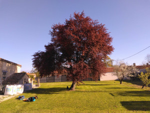 Photo de galerie - Elagage et coupe d'arbres