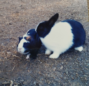 Photo de galerie - NAC 