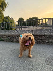 Photo de galerie - Garde chien