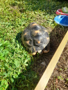 Photo de galerie - Garde animaux