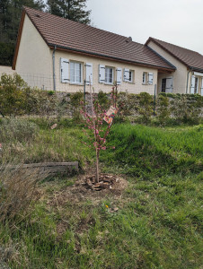 Photo de galerie - Tonte de pelouse - Débroussaillage