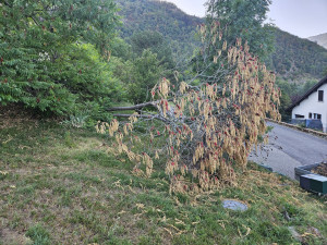 Photo de galerie - Elagage et coupe d'arbres