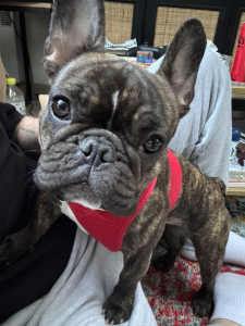 Photo de galerie - Garde chien