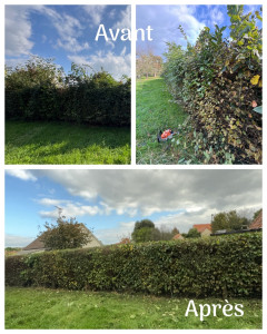 Photo de galerie - Taille de haies 