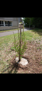 Photo de galerie - Plantation arbuste 