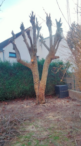 Photo de galerie - Platane élagué 