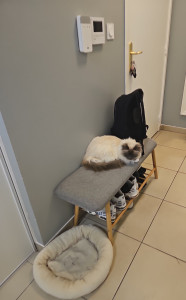 Photo de galerie - Garde chat