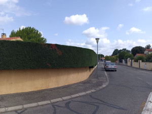 Photo de galerie - Un autre photo de la haie de tuya d’un autre point de vue